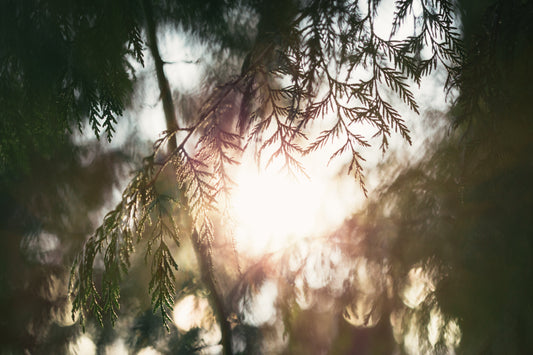 Cedarwood Essential Oil