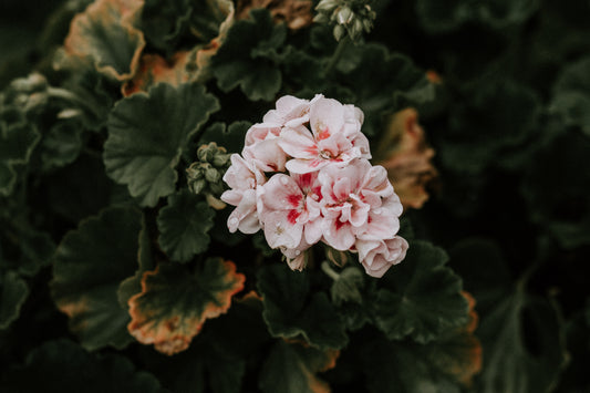 Geranium Essential Oil