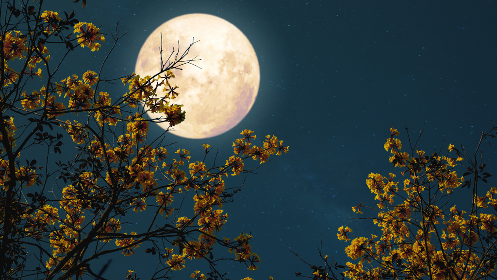 Feel The Extraordinary Effects of the Lunar Cycle With a Full Moon Essential Oil Blend