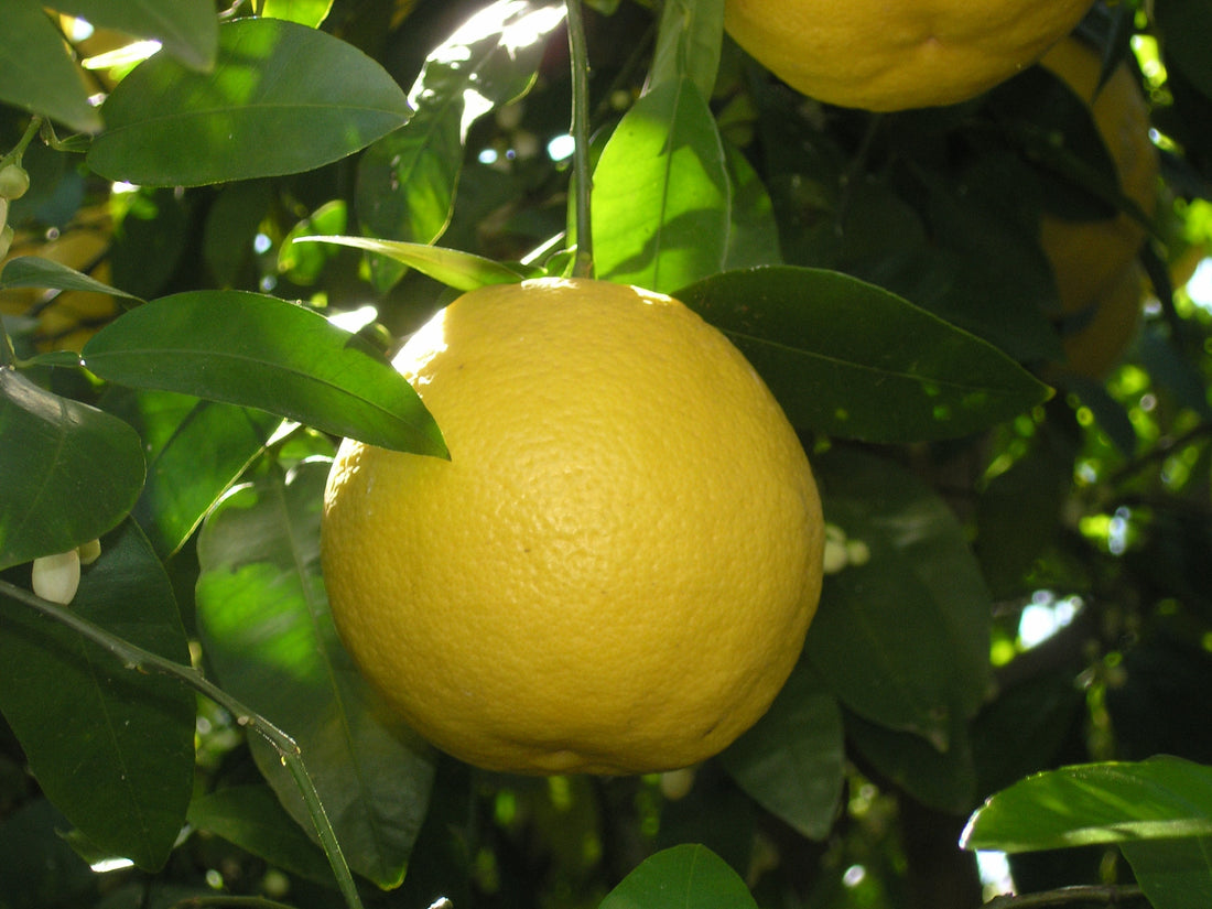 Bergamot Essential Oil