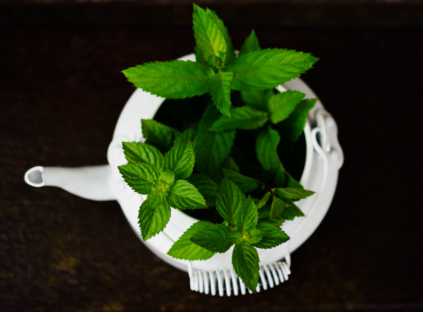 Peppermint Essential Oil