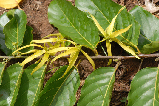 Ylang Ylang Essential Oil